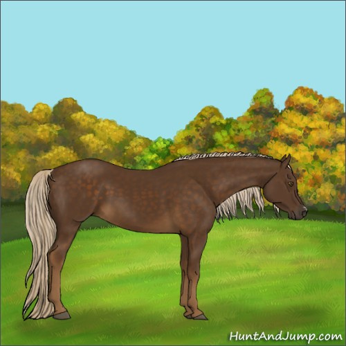 Horse Color:Chocolate Palomino 