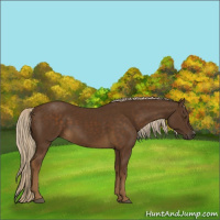 Horse Color:Chocolate Palomino 