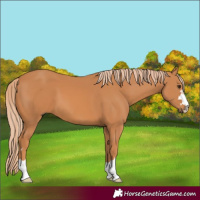 Horse Color:Chestnut 