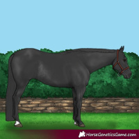 Horse Color:Black Rabicano 