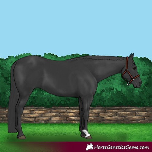 Horse Color:Black 