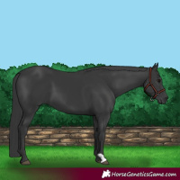 Horse Color:Black 