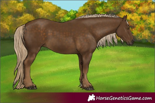 Horse Color:Chocolate Palomino 