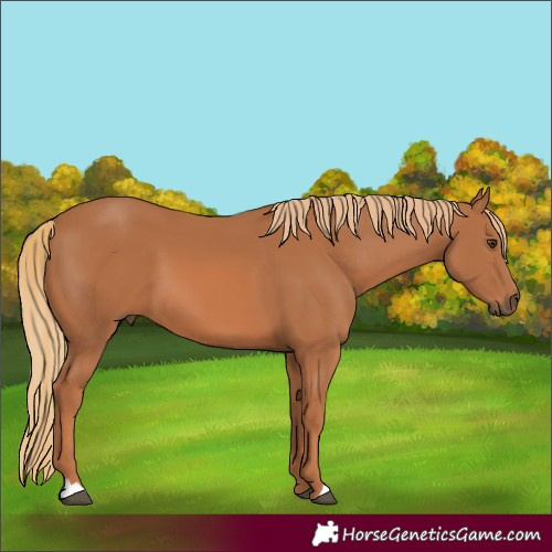 Horse Color:Unknown 