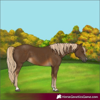 Horse Color:Chocolate Palomino 
