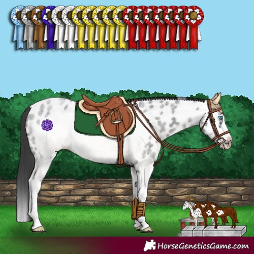 Horse Color:Blue Roan Splash Frame Appaloosa 