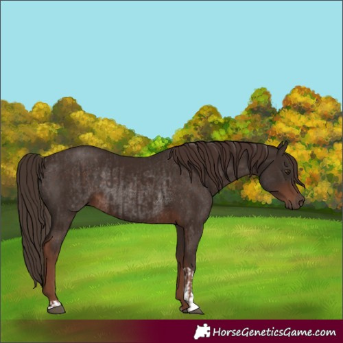 Horse Color:Liver Chestnut and Liver Chestnut Rabicano