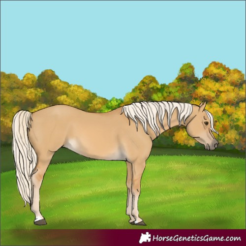Horse Color:Palomino Dun 