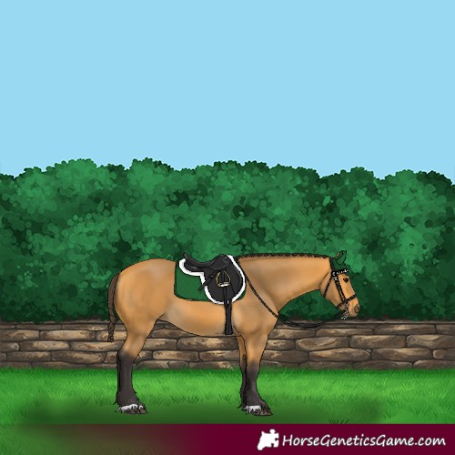 Horse Color:Buckskin 