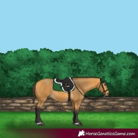 Horse Color:Buckskin 