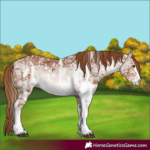 Horse Color:Chestnut Ice Sabino 