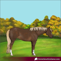 Horse Color:Chocolate Palomino 