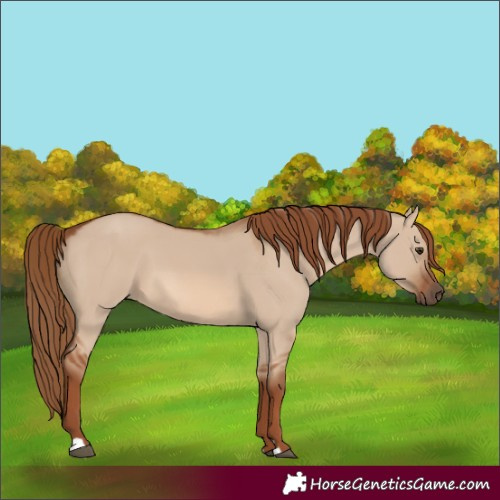 Horse Color:Red Dun 