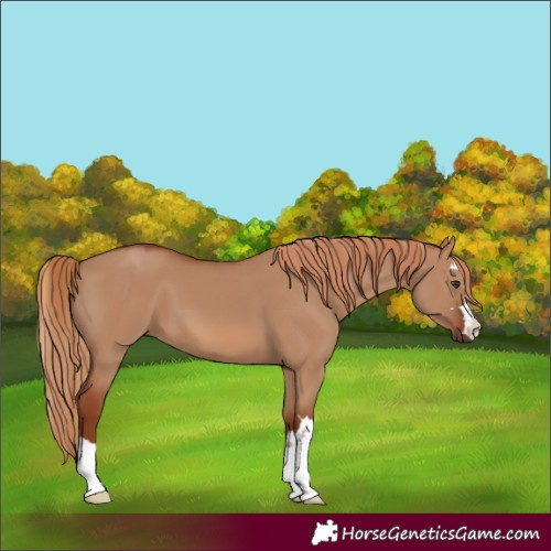 Horse Color:Red Dun 