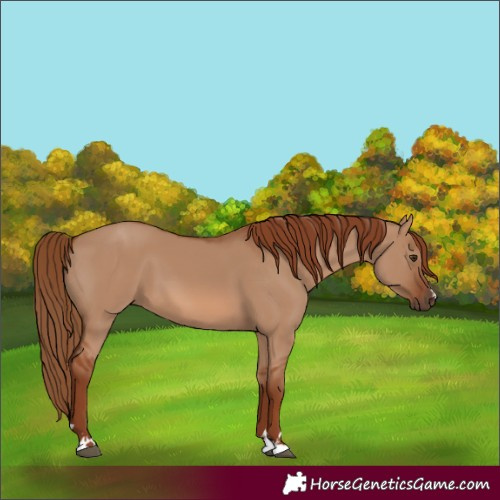 Horse Color:Red Dun 