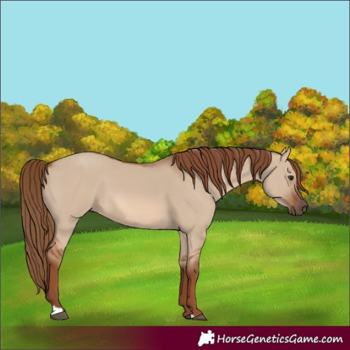 Horse Color:Red Dun 