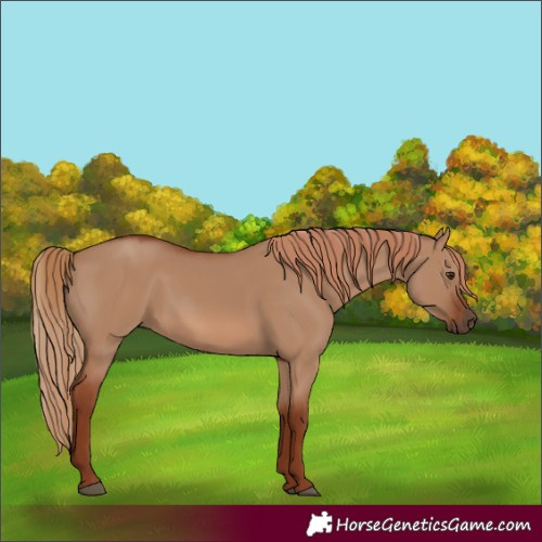 Horse Color:Red Dun 