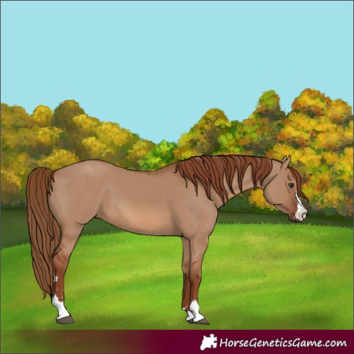Horse Color:Red Dun 