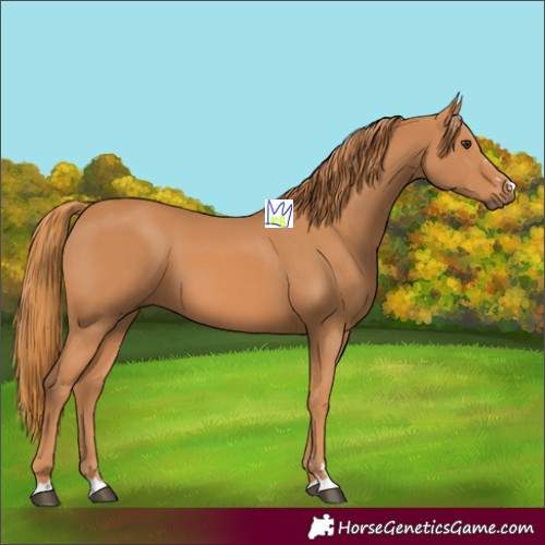 Horse Color:Chestnut 