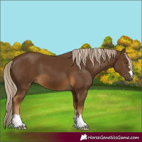 Horse Color:Chocolate Palomino 
