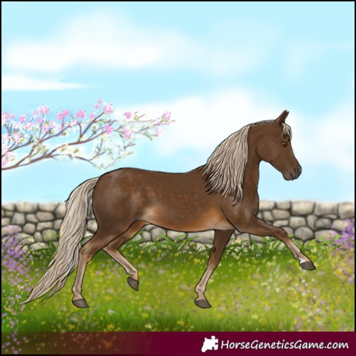 Horse Color:Chocolate Palomino 