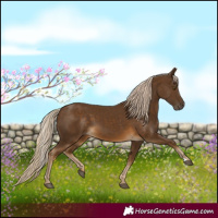 Horse Color:Chocolate Palomino 