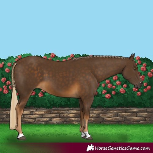 Horse Color:Chocolate Palomino