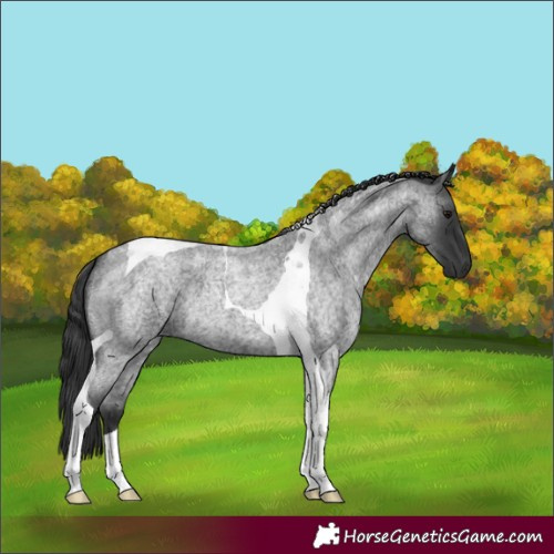 Horse Color:Blue Roan Tobiano 