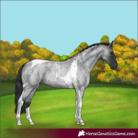 Horse Color:Blue Roan Tobiano 