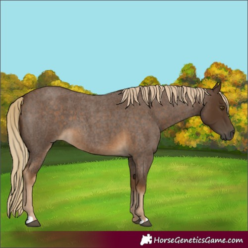 Horse Color:Chocolate Palomino Roan 