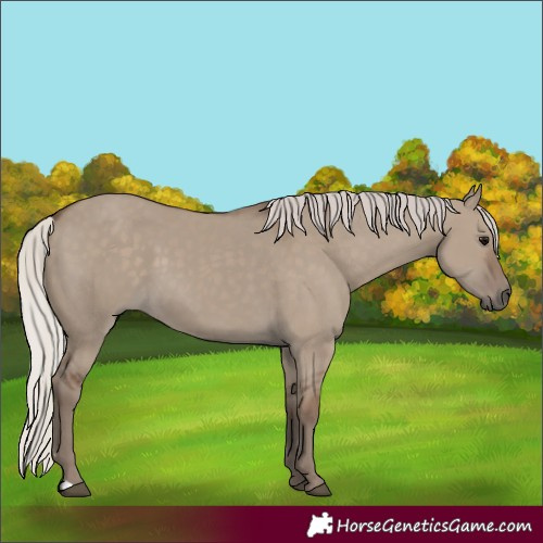 Horse Color:Silver Grullo 