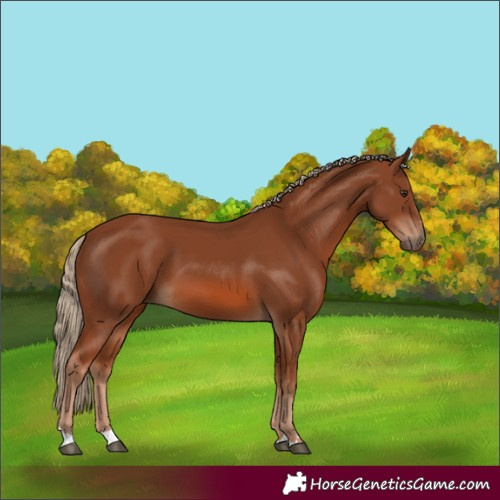 Horse Color:Chestnut 