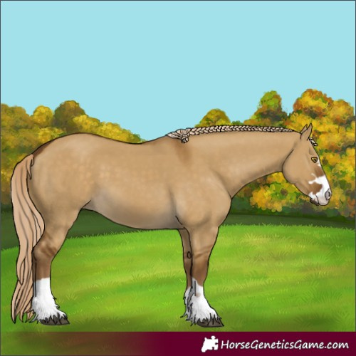 Horse Color:Chocolate Palomino Dun 