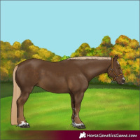 Horse Color:Chocolate Palomino 