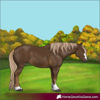 Horse Color:Chocolate Palomino 