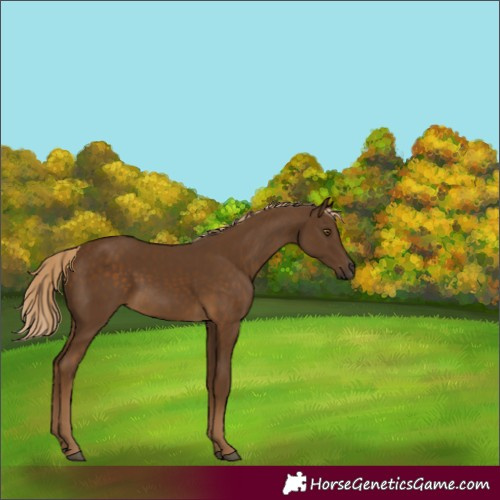 Horse Color:Chocolate Palomino 