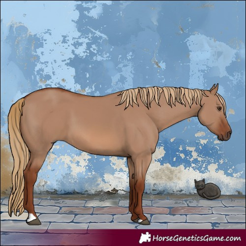 Horse Color:Red Dun 