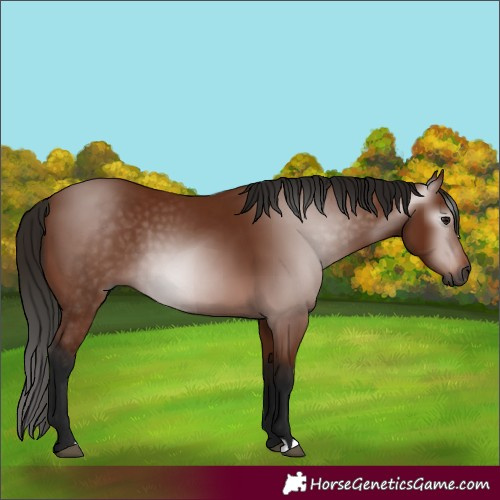 Horse Color:Gray Bay 