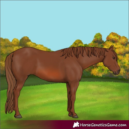 Horse Color:Chestnut 