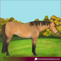 Horse Color:Buckskin