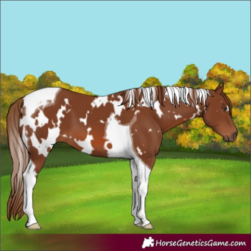 Horse Color:White Spotted Chestnut Tobiano