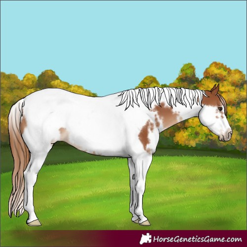 Horse Color:White Spotted Chestnut Tobiano Frame 