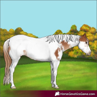 Horse Color:White Spotted Chestnut Tobiano Frame 