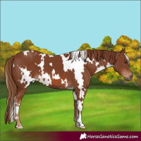 Horse Color:White Spotted Chestnut 