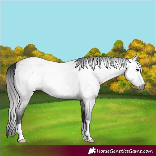 Horse Color:Gray Blue Roan 