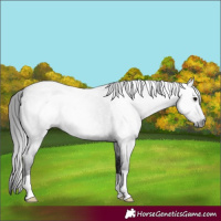 Horse Color:Gray Blue Roan 