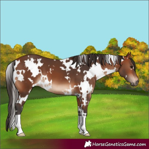 Horse Color:White Spotted Bay 
