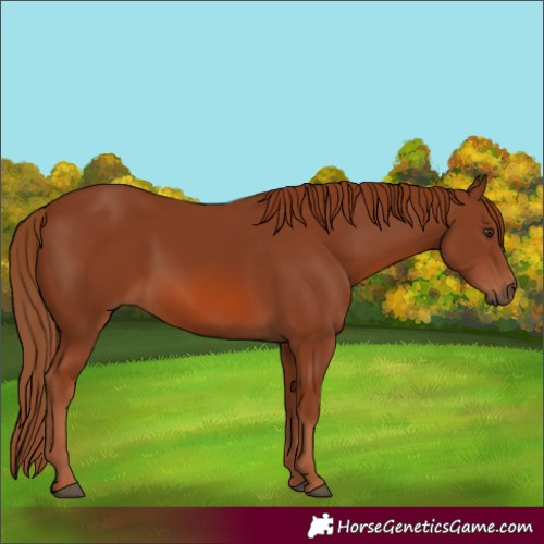 Horse Color:Chestnut 