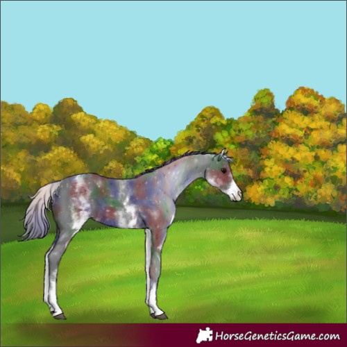 Horse Color:Nacre White Spotted Black 