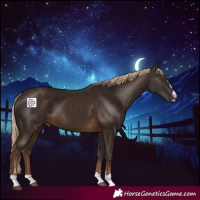 Horse Color:Chocolate Palomino 